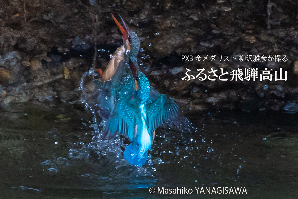 飛騨高山に棲むカワセミの写真。撮影・柳沢雅彦