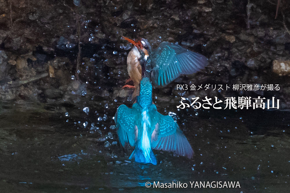 飛騨高山に棲むカワセミの写真。撮影・柳沢雅彦