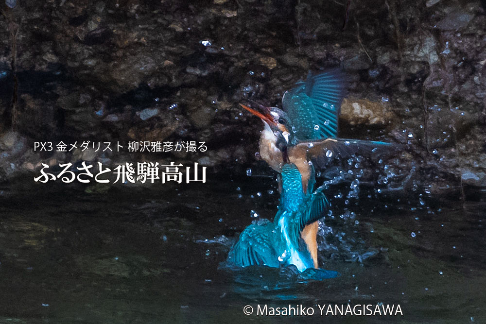 飛騨高山に棲むカワセミの写真。撮影・柳沢雅彦