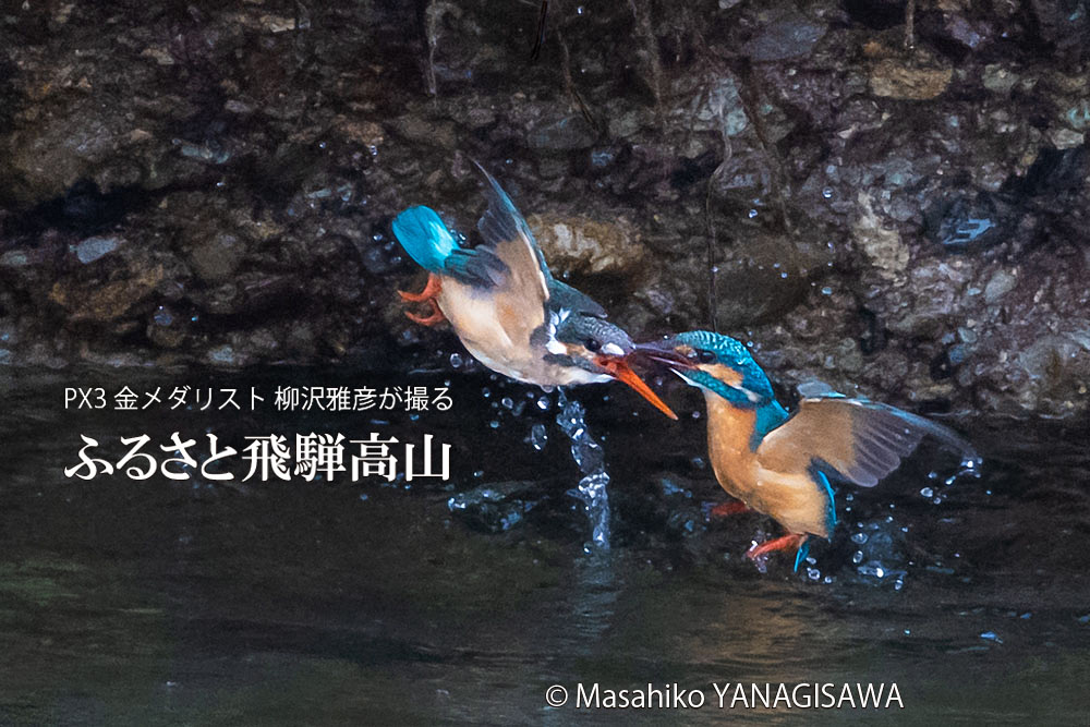 飛騨高山に棲むカワセミの写真。撮影・柳沢雅彦