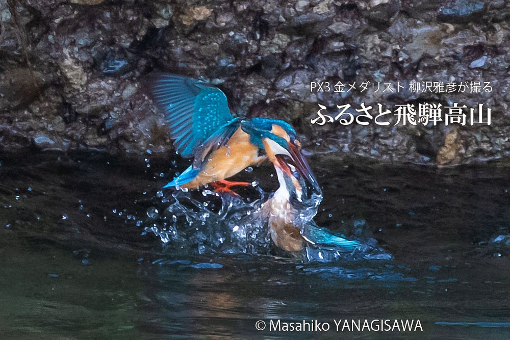 飛騨高山に棲むカワセミの写真。撮影・柳沢雅彦