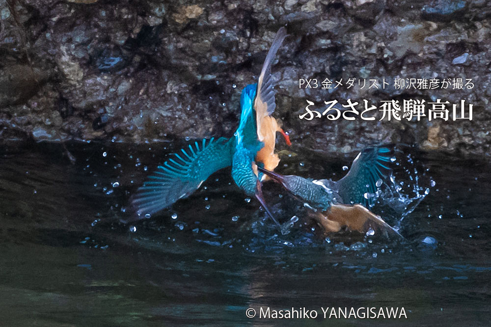 飛騨高山に棲むカワセミの写真。撮影・柳沢雅彦