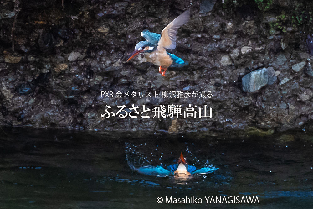 飛騨高山に棲むカワセミの写真。撮影・柳沢雅彦