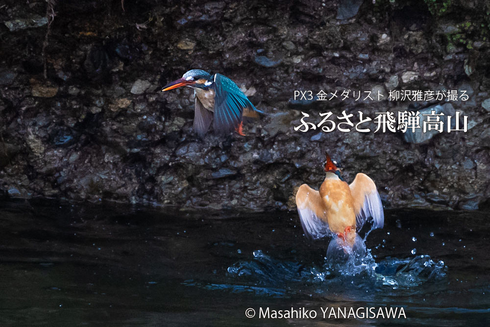 飛騨高山に棲むカワセミの写真。撮影・柳沢雅彦