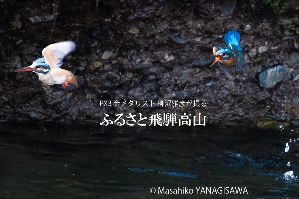 飛騨高山に棲むカワセミの写真。撮影・柳沢雅彦