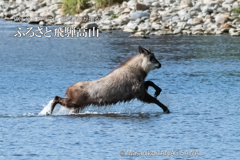 飛騨高山に棲むニホンカモシカの写真。撮影・柳沢雅彦