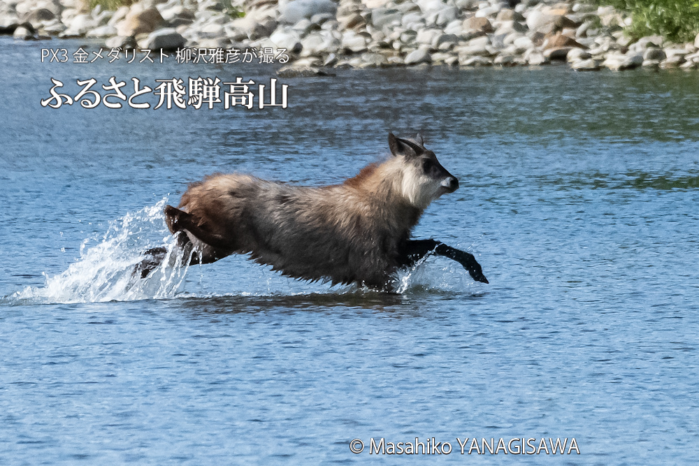 飛騨高山に棲むニホンカモシカの写真。撮影・柳沢雅彦