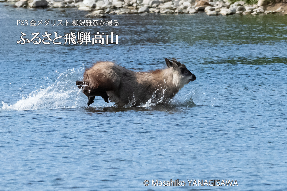 飛騨高山に棲むニホンカモシカの写真。撮影・柳沢雅彦