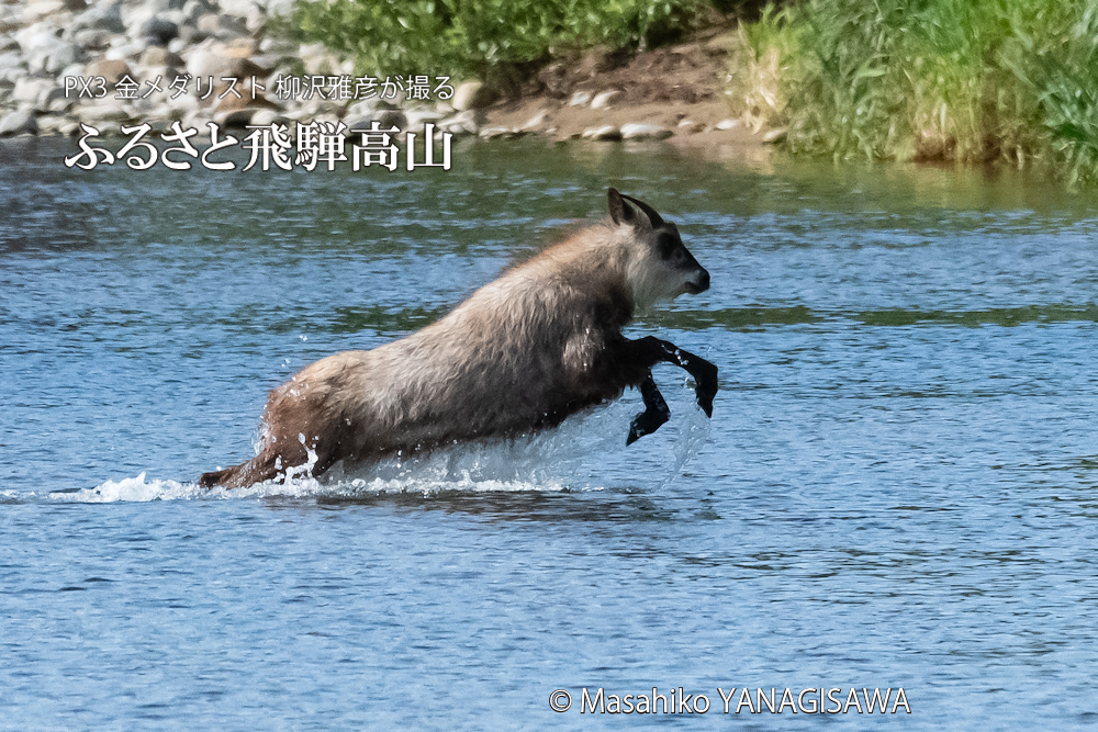 飛騨高山に棲むニホンカモシカの写真。撮影・柳沢雅彦