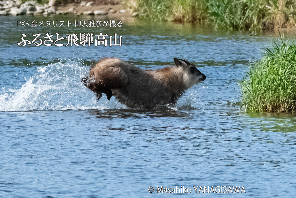 飛騨高山に棲むニホンカモシカの写真。撮影・柳沢雅彦