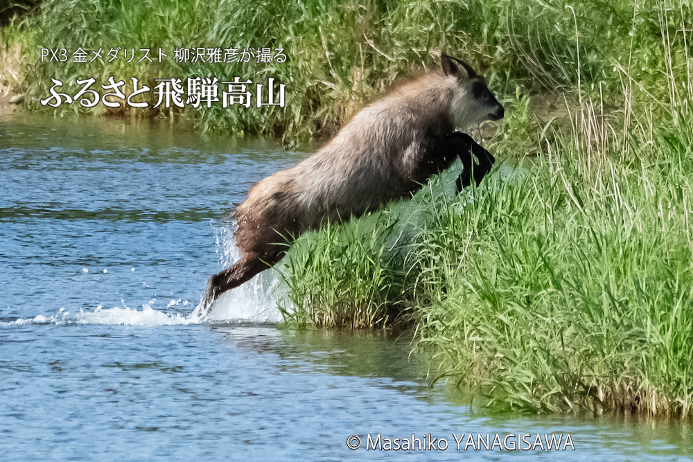 飛騨高山に棲むニホンカモシカの写真。撮影・柳沢雅彦