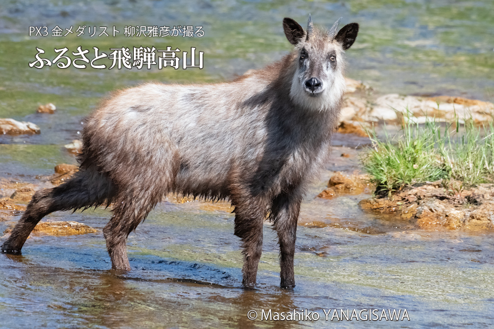 飛騨高山に棲むニホンカモシカの写真。撮影・柳沢雅彦
