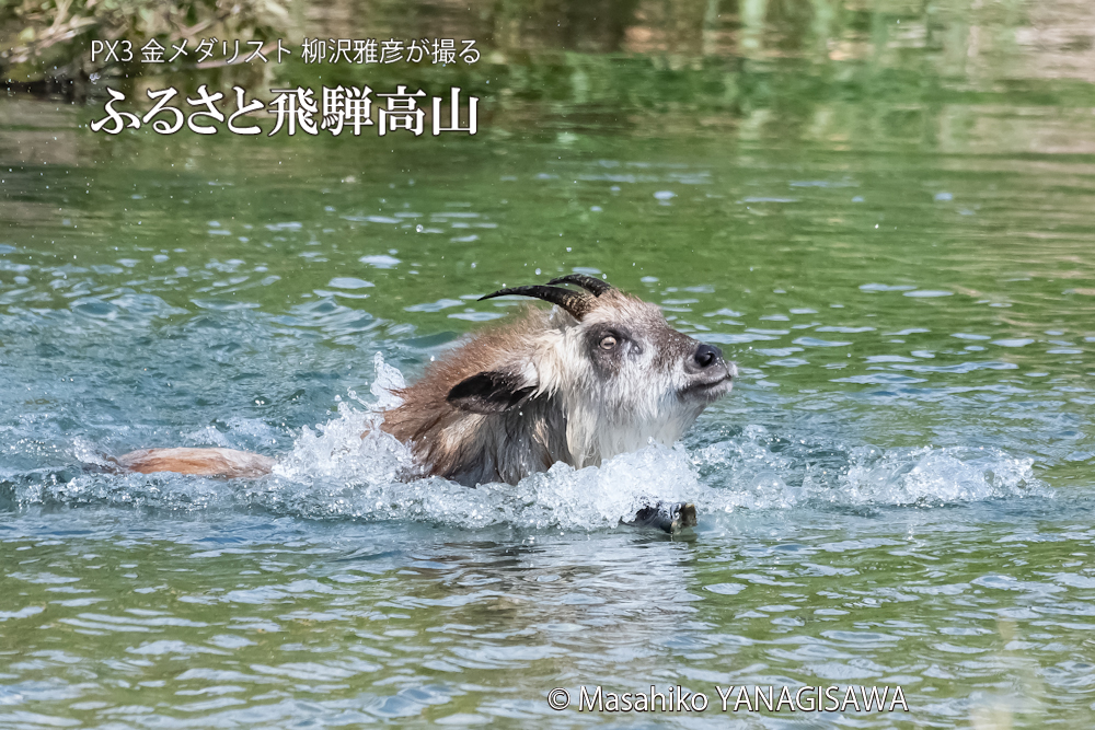 飛騨高山に棲むニホンカモシカの写真。撮影・柳沢雅彦