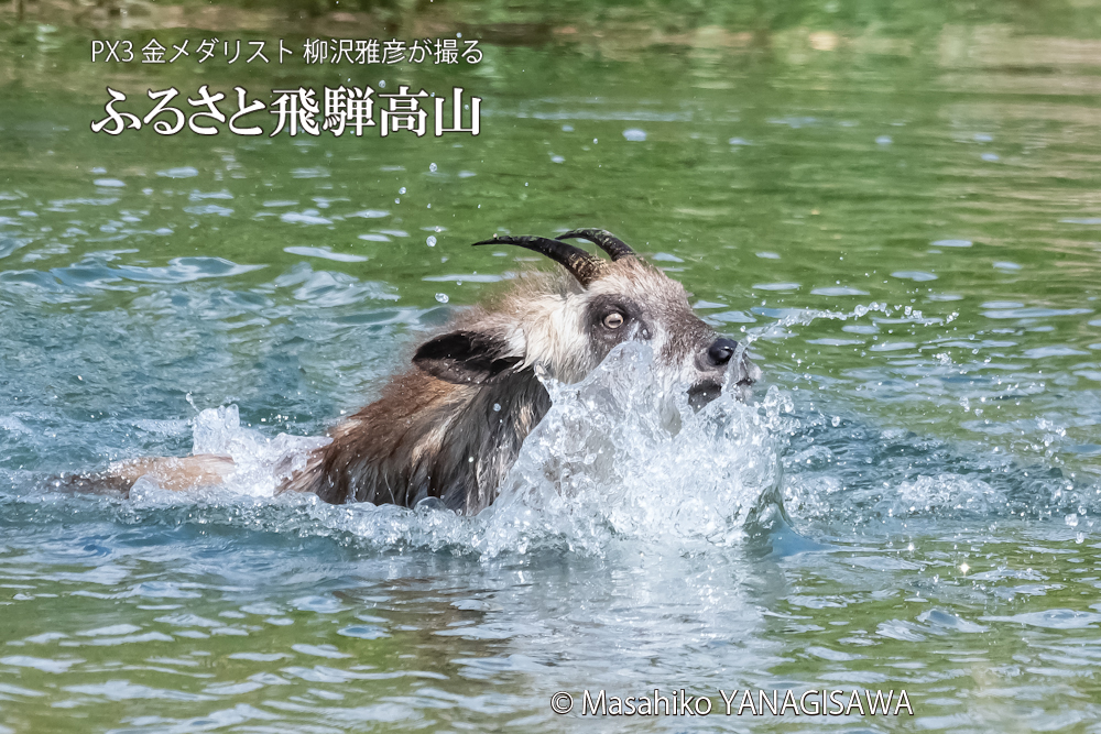 飛騨高山に棲むニホンカモシカの写真。撮影・柳沢雅彦