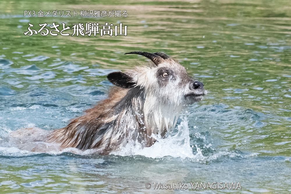 飛騨高山に棲むニホンカモシカの写真。撮影・柳沢雅彦