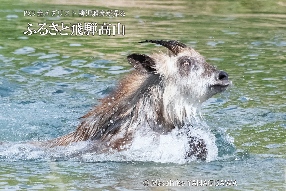 飛騨高山に棲むニホンカモシカの写真。撮影・柳沢雅彦