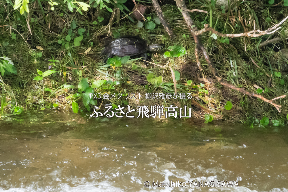 飛騨高山に棲むクサガメの写真。撮影・柳沢雅彦