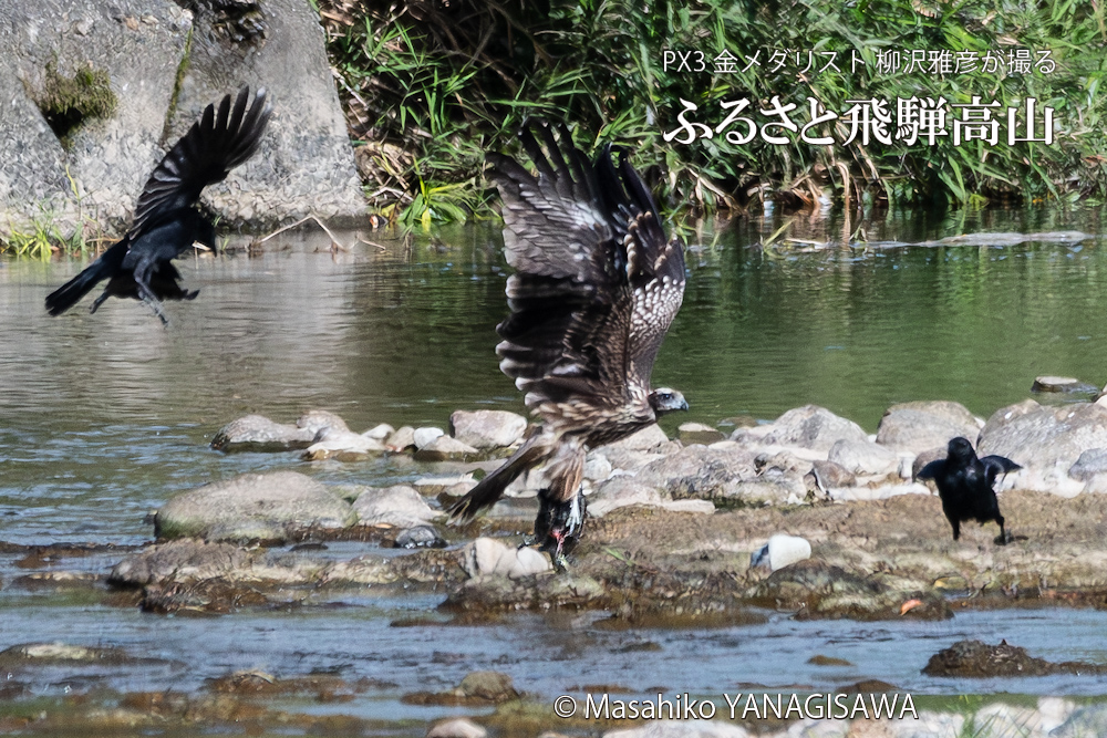 飛騨高山に棲むトビの獲物を横取りしようと企むカラスの写真。撮影・柳沢雅彦