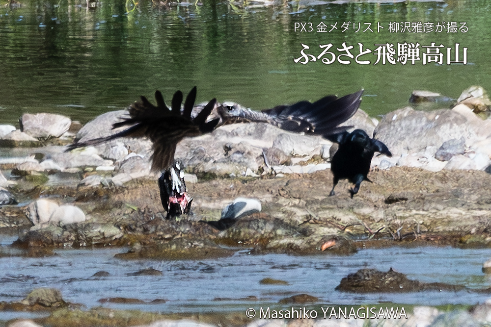 飛騨高山に棲むトビの獲物を横取りしようと企むカラスの写真。撮影・柳沢雅彦