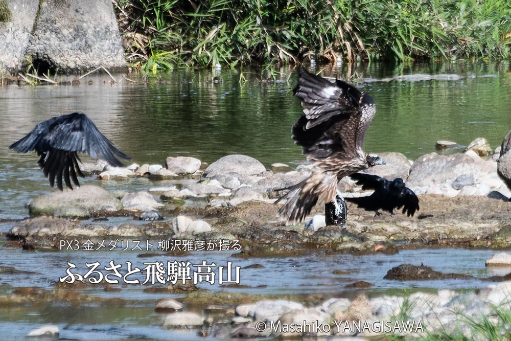 飛騨高山に棲むトビの獲物を横取りしようと企むカラスの写真。撮影・柳沢雅彦