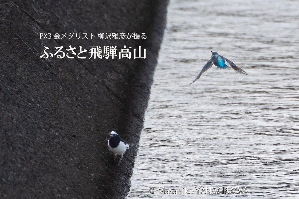 飛騨高山に棲むカワセミとセキレイの写真。撮影・柳沢雅彦