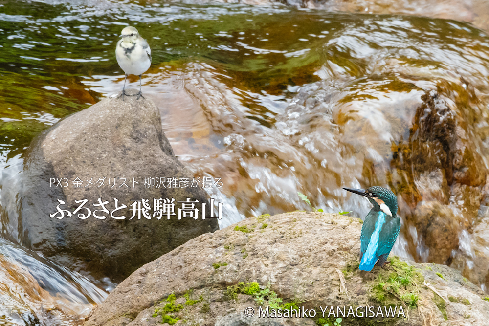 飛騨高山に棲むカワセミとセキレイの写真。撮影・柳沢雅彦