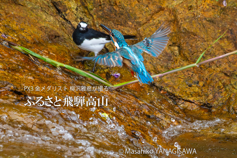 飛騨高山に棲むカワセミとセキレイの写真。撮影・柳沢雅彦
