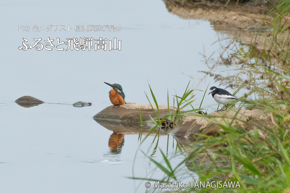 飛騨高山に棲むカワセミとセキレイの写真。撮影・柳沢雅彦