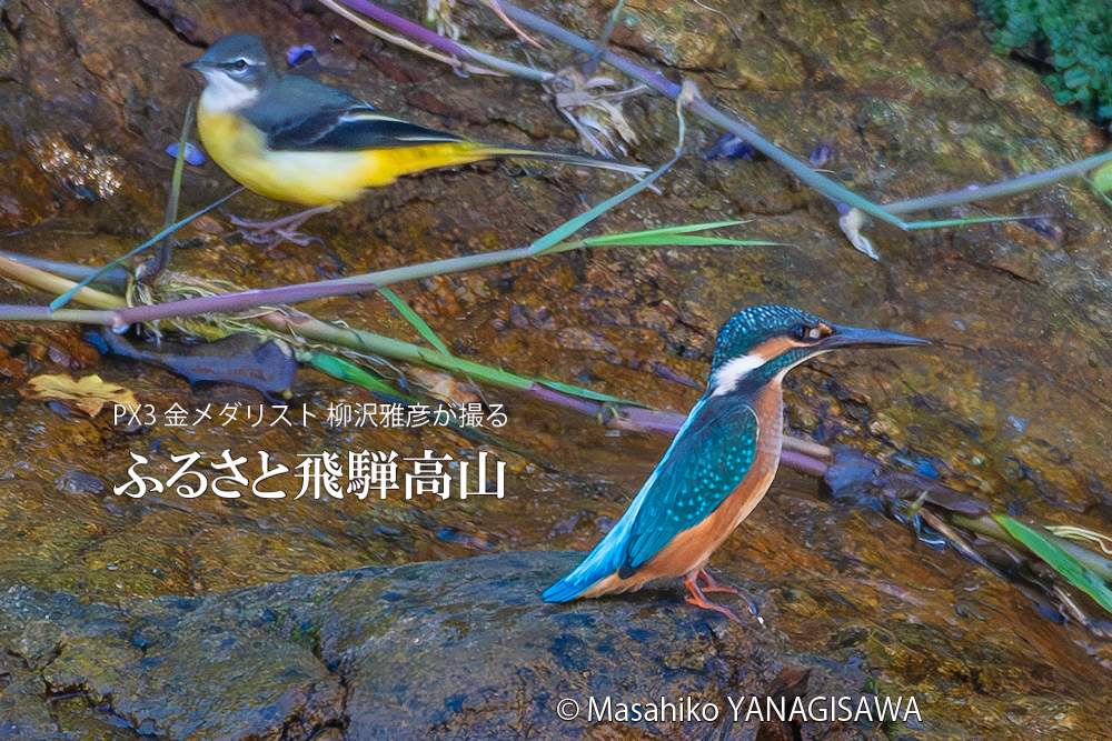 飛騨高山に棲むカワセミとセキレイの写真。撮影・柳沢雅彦