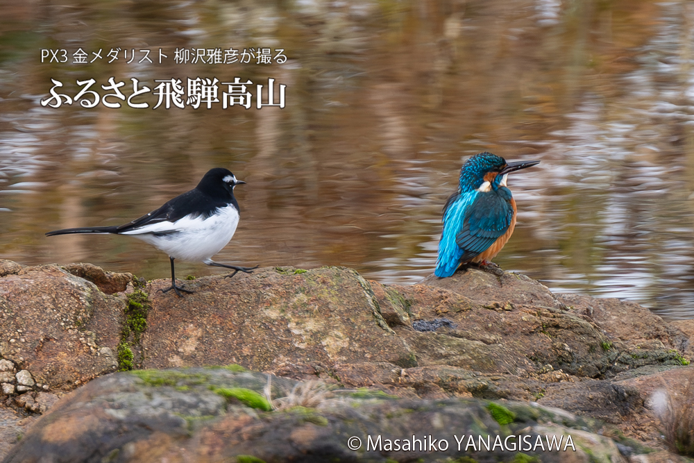 飛騨高山に棲むカワセミとセキレイの写真。撮影・柳沢雅彦