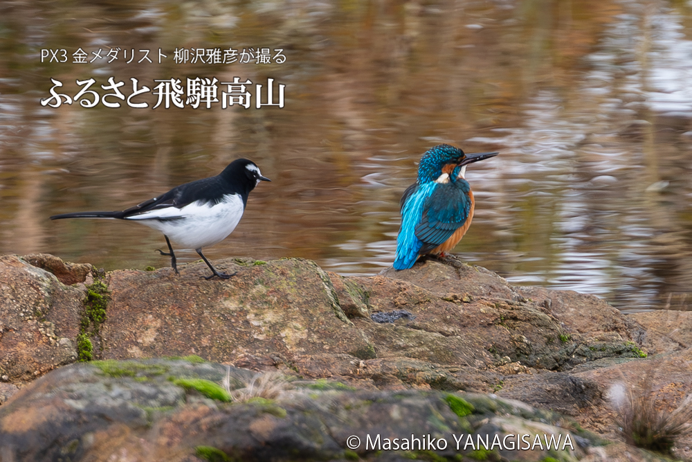 飛騨高山に棲むカワセミとセキレイの写真。撮影・柳沢雅彦