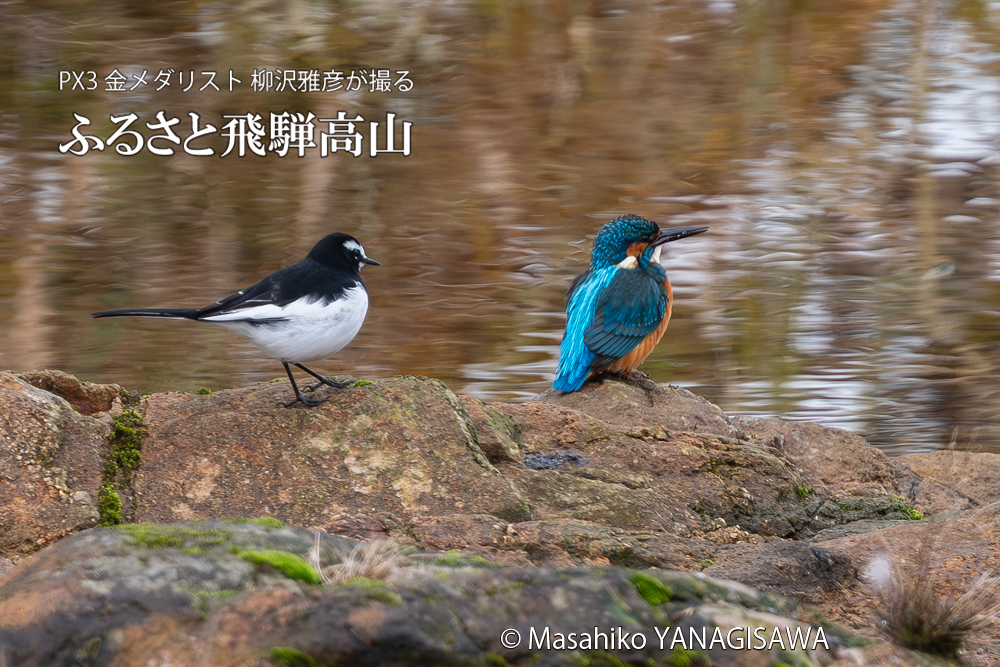 飛騨高山に棲むカワセミとセキレイの写真。撮影・柳沢雅彦