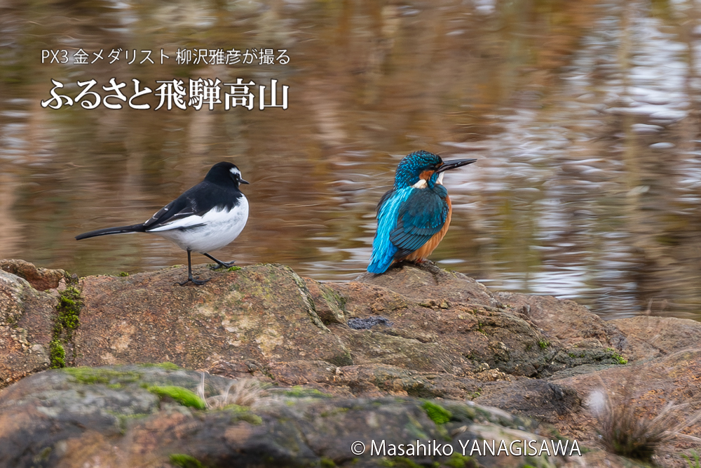 飛騨高山に棲むカワセミとセキレイの写真。撮影・柳沢雅彦