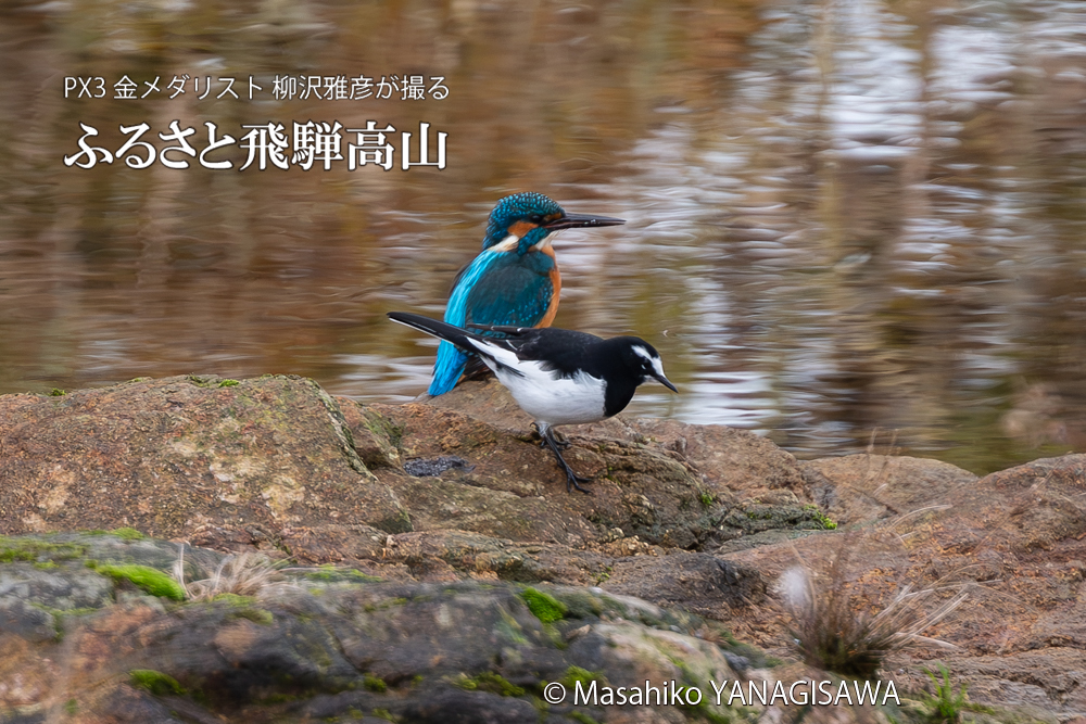 飛騨高山に棲むカワセミとセキレイの写真。撮影・柳沢雅彦