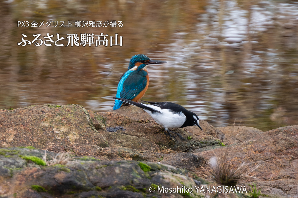 飛騨高山に棲むカワセミとセキレイの写真。撮影・柳沢雅彦