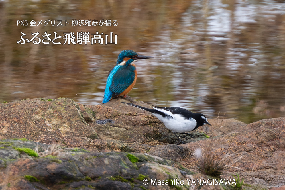 飛騨高山に棲むカワセミとセキレイの写真。撮影・柳沢雅彦