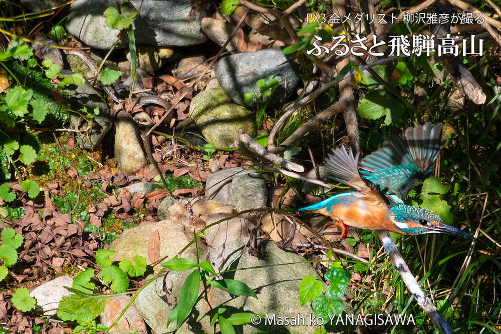 飛騨高山に棲むカワセミvs毒蛇ヤマカガシの写真。撮影・柳沢雅彦