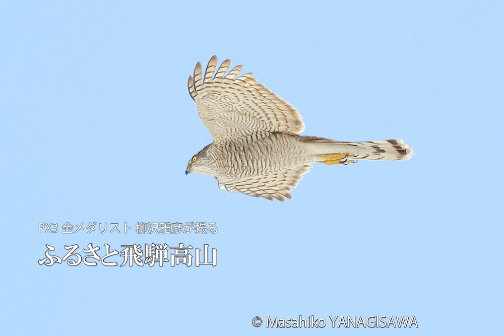 飛騨高山に棲むカワセミとハイタカの写真。撮影・柳沢雅彦