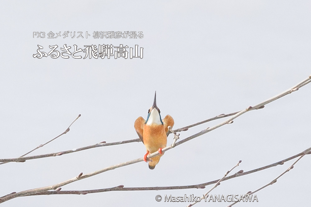 飛騨高山に棲むカワセミとハイタカの写真。撮影・柳沢雅彦