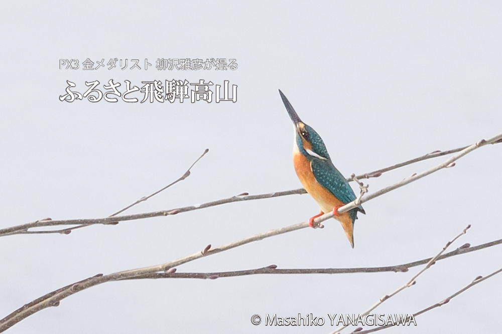 飛騨高山に棲むカワセミとハイタカの写真。撮影・柳沢雅彦