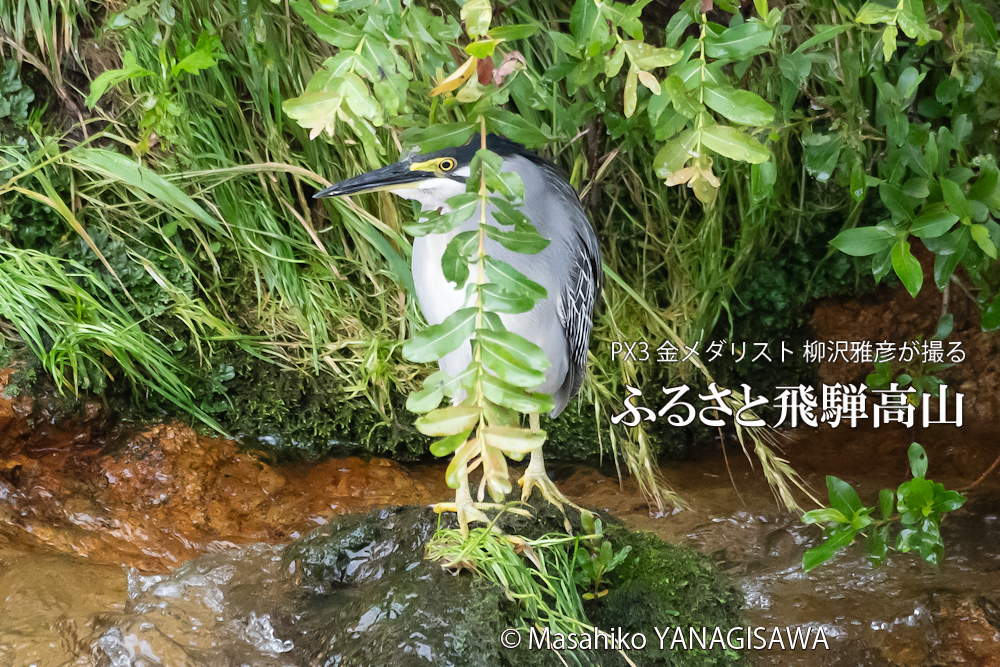飛騨高山に棲むササゴイの写真。撮影・柳沢雅彦