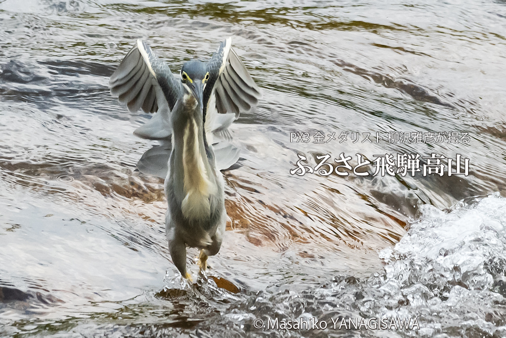飛騨高山に棲むササゴイの写真。撮影・柳沢雅彦