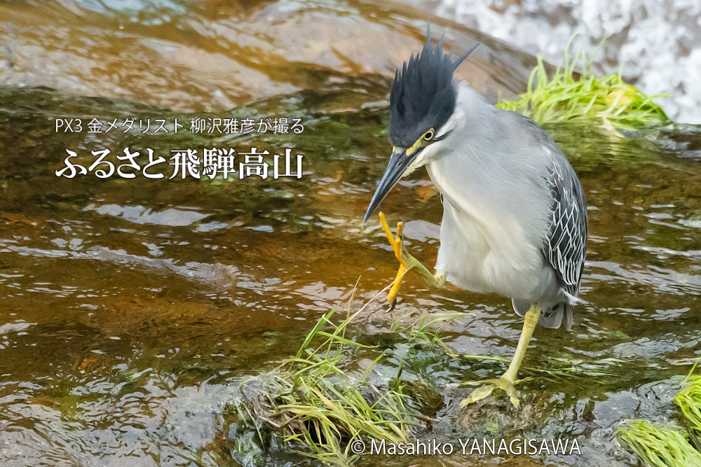 飛騨高山に棲むササゴイの写真。撮影・柳沢雅彦