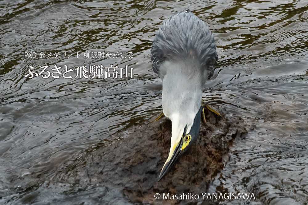 飛騨高山に棲むササゴイの写真。撮影・柳沢雅彦