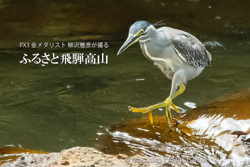 飛騨高山に棲むササゴイの写真。撮影・柳沢雅彦