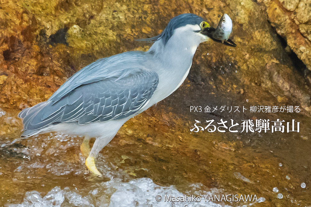 飛騨高山に棲むササゴイの写真。撮影・柳沢雅彦