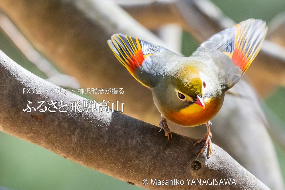 飛騨高山に棲むソウシチョウの写真。撮影・柳沢雅彦