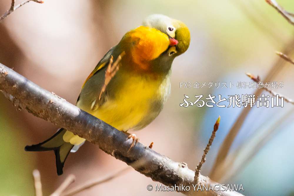 飛騨高山に棲むソウシチョウの写真。撮影・柳沢雅彦
