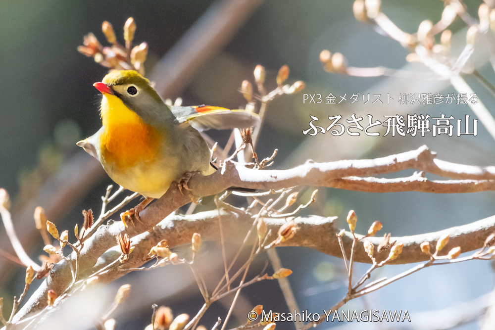 飛騨高山に棲むソウシチョウの写真。撮影・柳沢雅彦