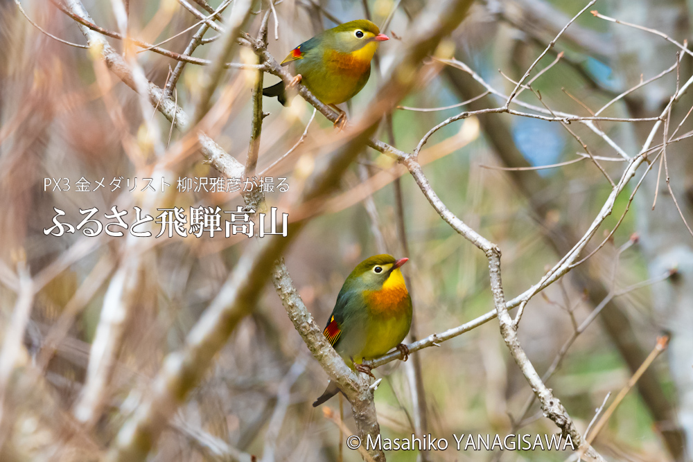 飛騨高山に棲むソウシチョウの写真。撮影・柳沢雅彦